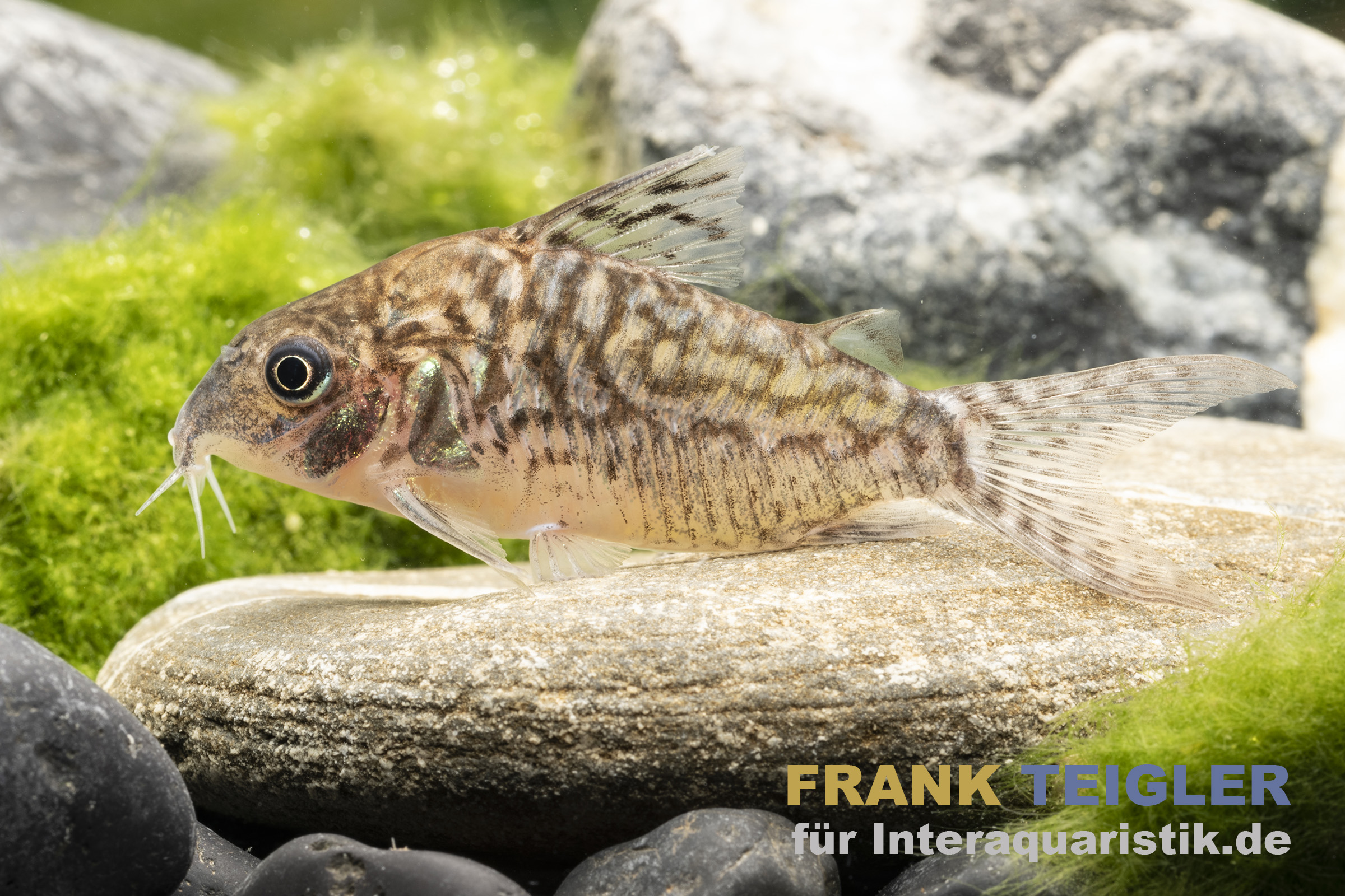 Corydoras-Panzerwels liegt auf einem Stein im Aquarium, umgeben von grünen Algen und Kieselsteinen